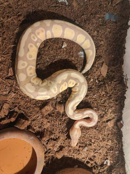 Kuningaspyton Йоэнсуу - изображение 4