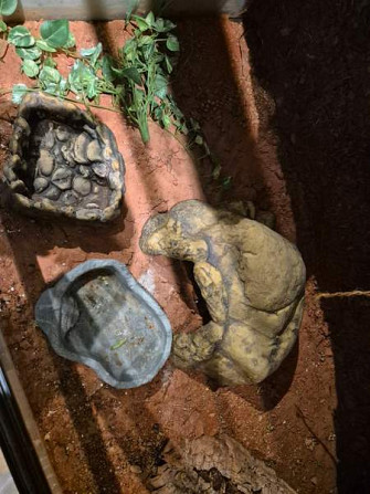 Myydään tilava ja täydellisesti varusteltu terraario kääpiöparta-agamalle tmv. Vantaa – foto 5