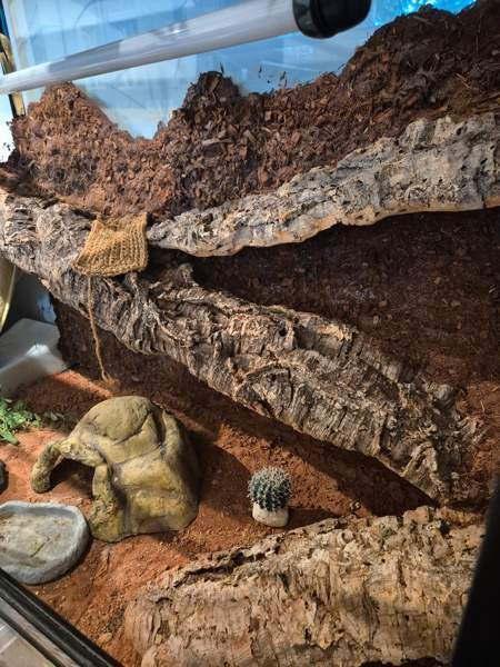 Myydään tilava ja täydellisesti varusteltu terraario kääpiöparta-agamalle tmv. Vantaa - photo 2