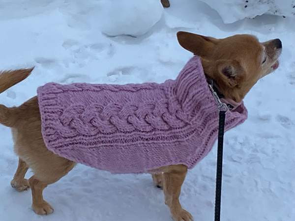 Koirien neuleita tilaustyönä! Jaervenpaeae - photo 3