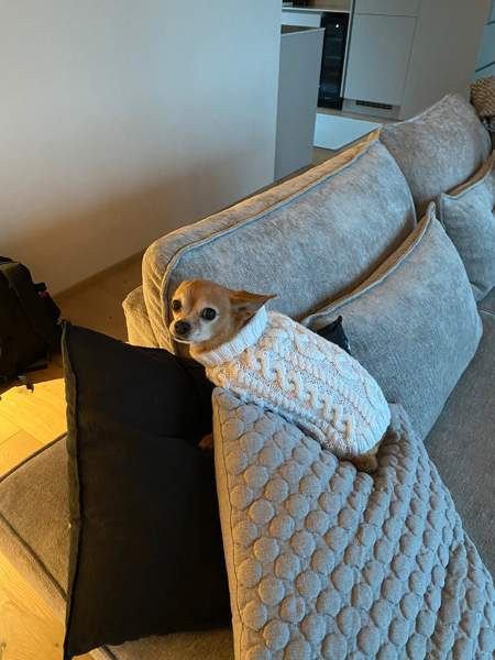 Koirien neuleita tilaustyönä! Jaervenpaeae - photo 1