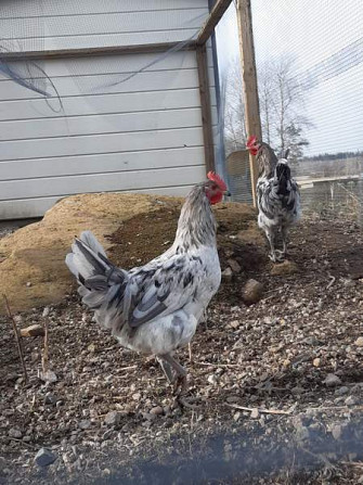 2 Silverudds Blue kukkoja Loviisa – foto 1