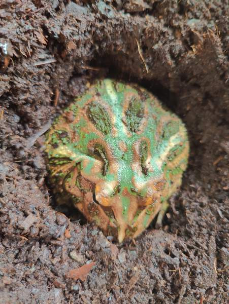 Pacman Turku - valokuva 2