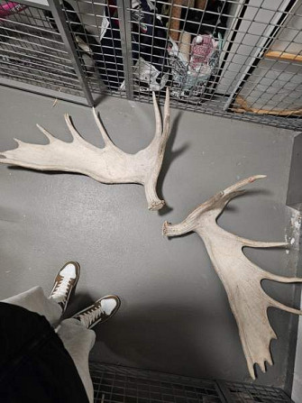 Myydään isot 19 piikkiset hirvensarvet Helsinki – foto 3