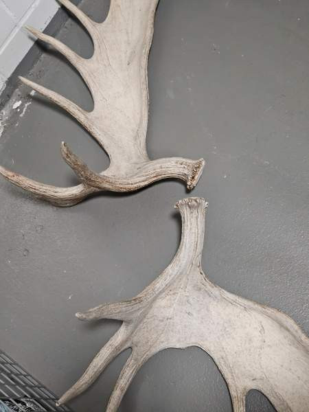 Myydään isot 19 piikkiset hirvensarvet Helsinki - photo 2