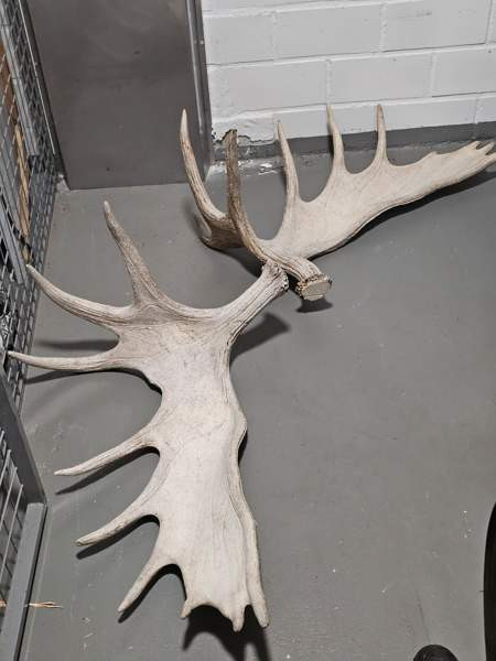 Myydään isot 19 piikkiset hirvensarvet Helsinki - photo 1