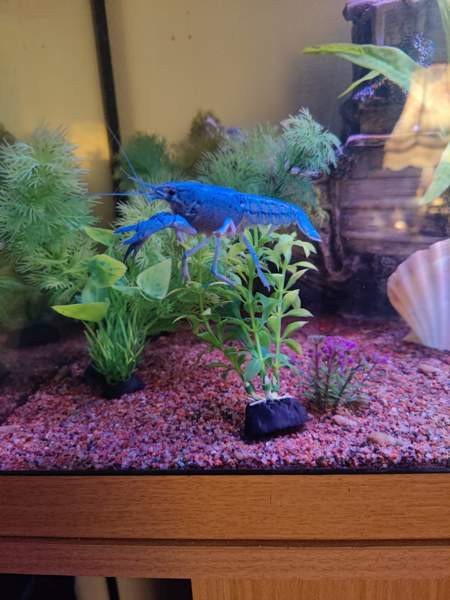 Siniset ravut akvaarioon. Сало - изображение 1