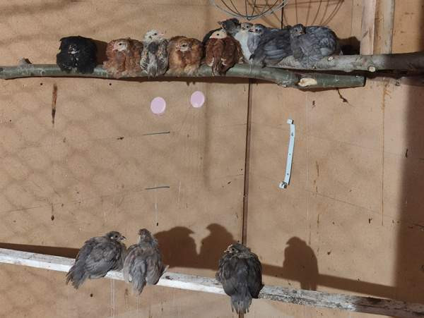 Maatiaiskanoja Mynämäki - photo 1