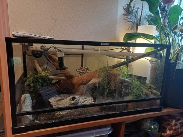 Komodo terraario Loppi - valokuva 1
