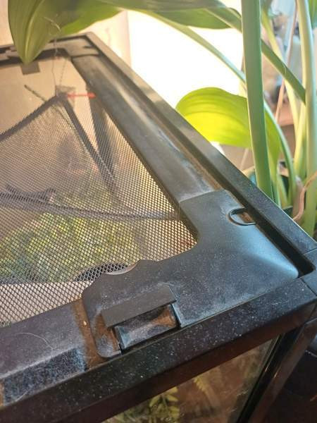 Komodo terraario Loppi - изображение 3