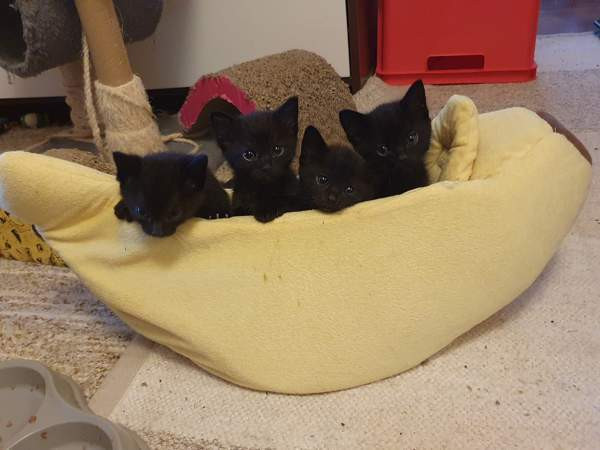 Kissanpentuja Mynämäki - photo 1