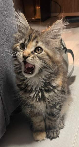 Ihana tyttö Nurmijaervi - photo 1