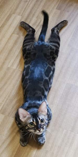 Bengali Janakkala – foto 1