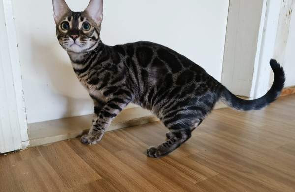 Bengali Janakkala – foto 2