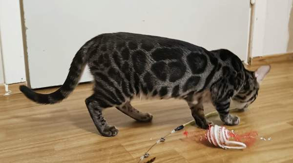 Bengali Janakkala – foto 7