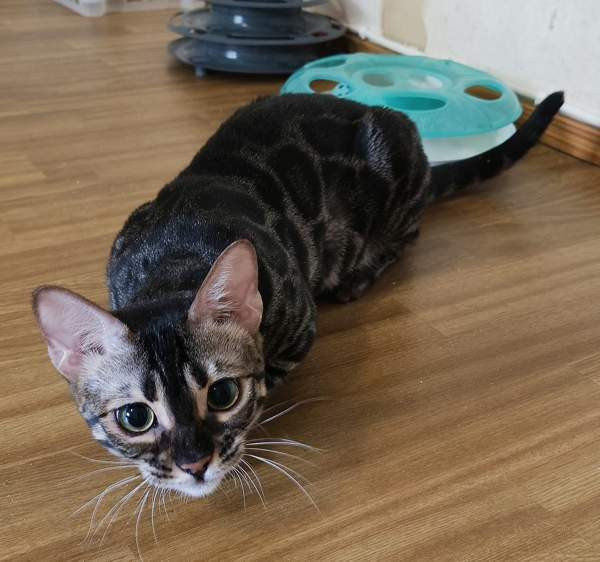 Bengali Janakkala – foto 3