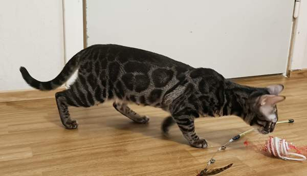 Bengali Janakkala – foto 5