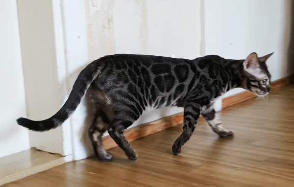 Bengali Janakkala – foto 6