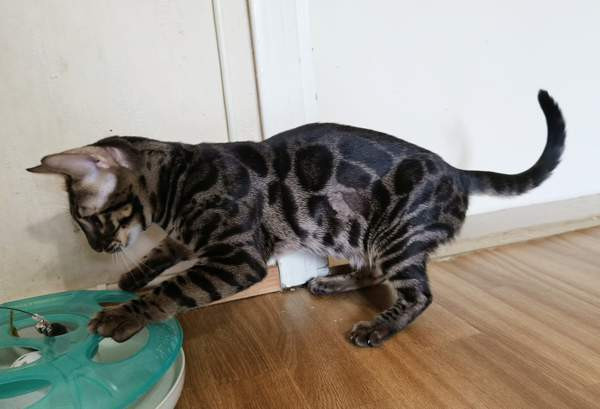 Bengali Janakkala – foto 4