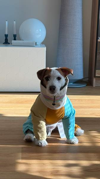 Koiran talvihaalari Helsinki - photo 1