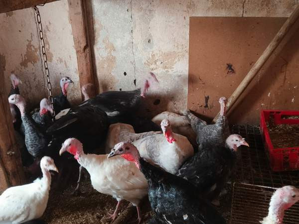 Kalkkuna Polvijärvi - valokuva 1