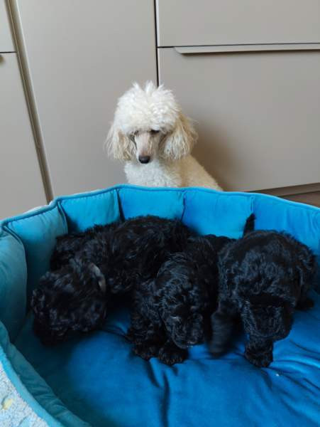 Kiharaiset pennut Tampere - valokuva 1