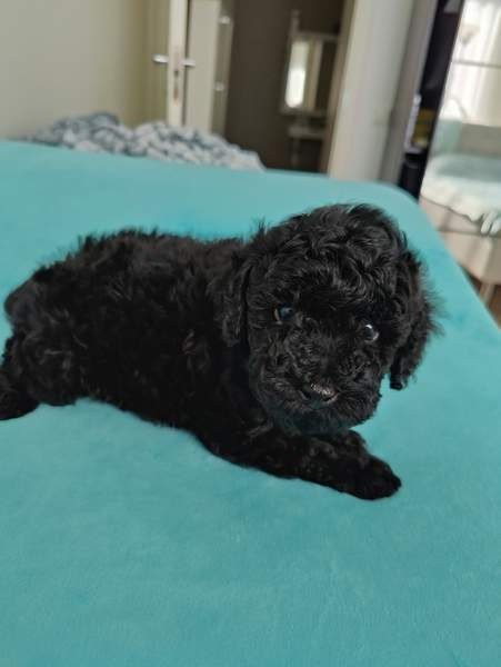 Kiharaiset pennut Tampere - valokuva 4