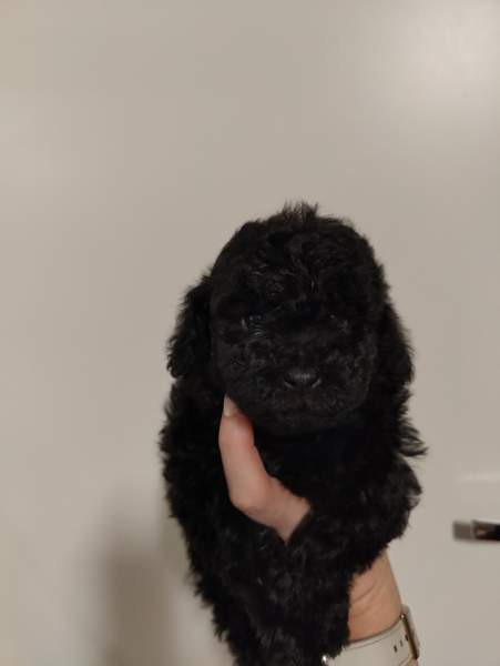 Kiharaiset pennut Tampere - valokuva 3