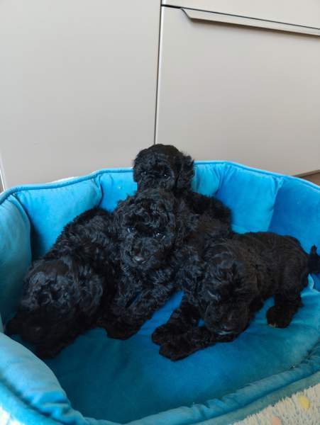 Kiharaiset pennut Tampere - valokuva 2