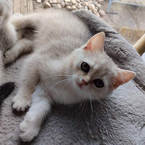 Kissanpennut Nurmijaervi - photo 1