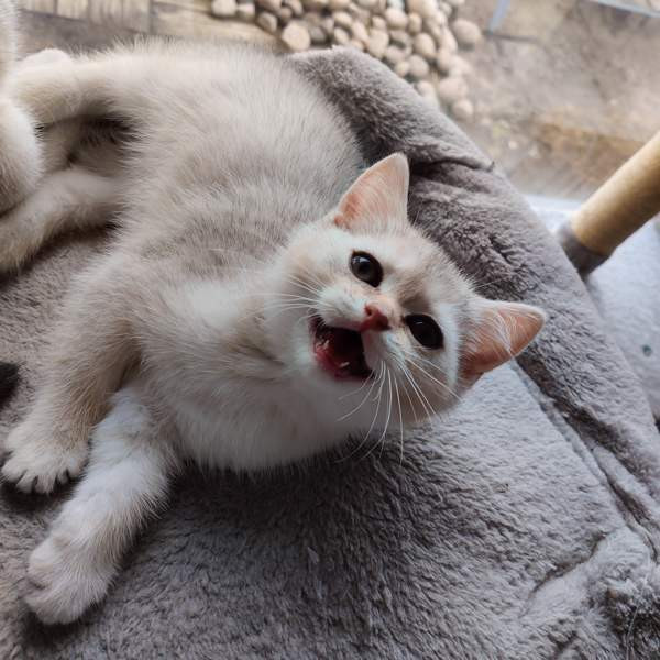 Kissanpennut Nurmijaervi - photo 2