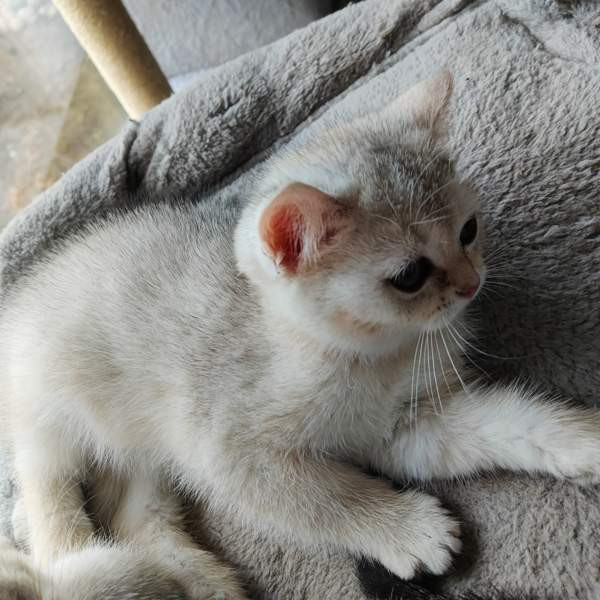 Kissanpennut Nurmijaervi - photo 3