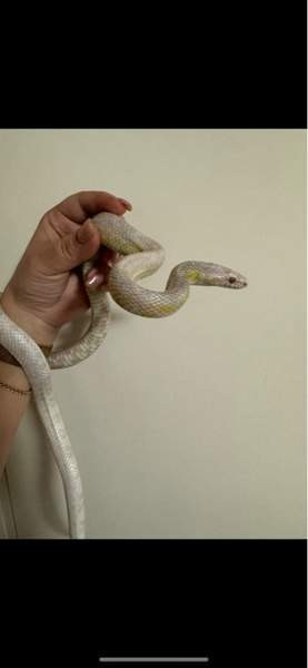 Viljakäärme ja terraario Varkaus - photo 1