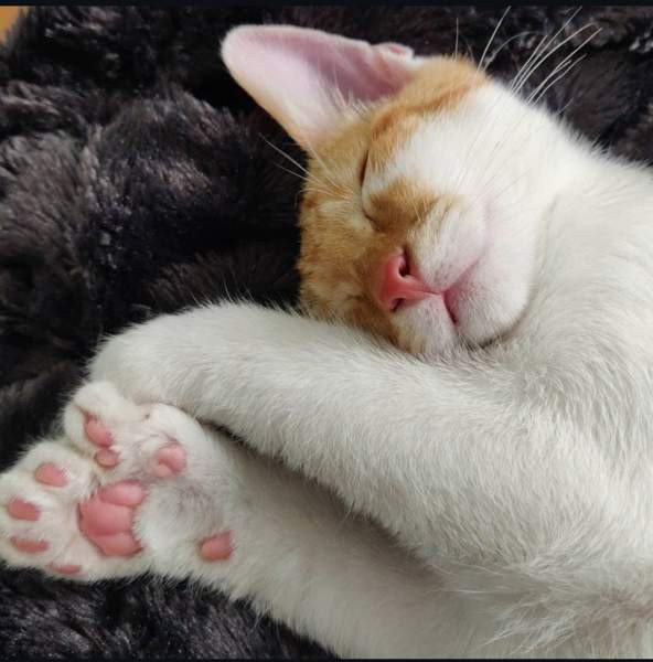 (VARATTU) Laivakissa 6v Tampere – foto 2