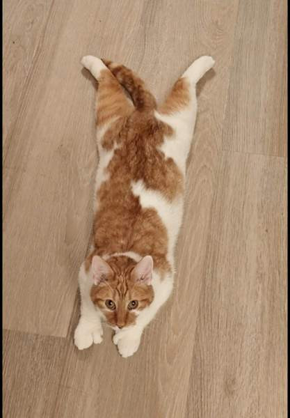 (VARATTU) Laivakissa 6v Tampere – foto 5