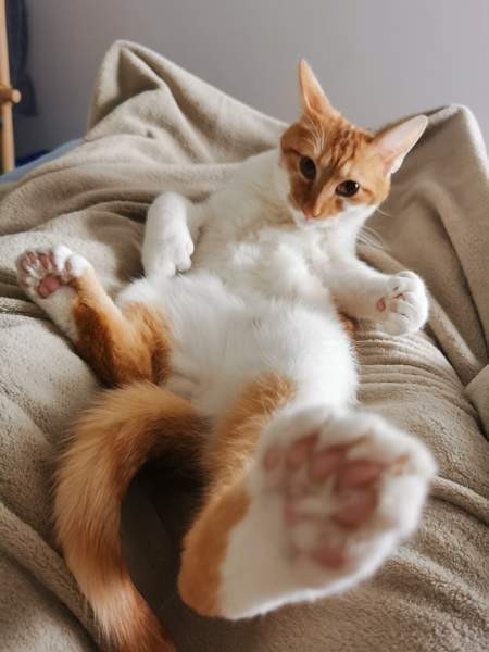 (VARATTU) Laivakissa 6v Tampere – foto 3