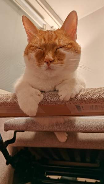 (VARATTU) Laivakissa 6v Tampere – foto 7