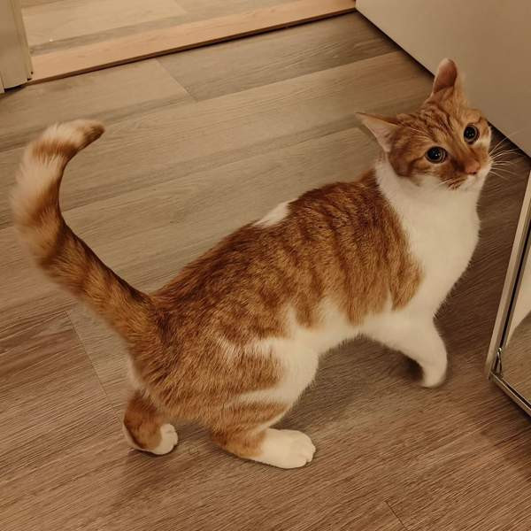 (VARATTU) Laivakissa 6v Tampere – foto 1