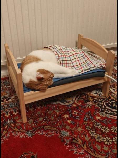 (VARATTU) Laivakissa 6v Tampere – foto 6