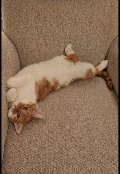 (VARATTU) Laivakissa 6v Tampere – foto 4