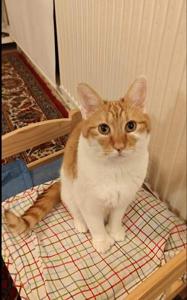 (VARATTU) Laivakissa 6v Tampere – foto 8