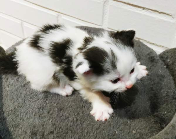 Neljä kissanpentua. Teuva - photo 3