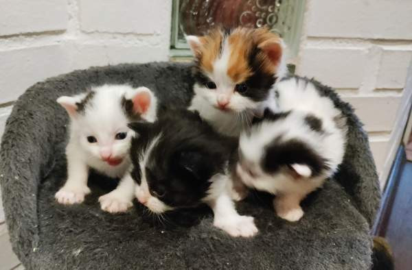 Neljä kissanpentua. Teuva - photo 7