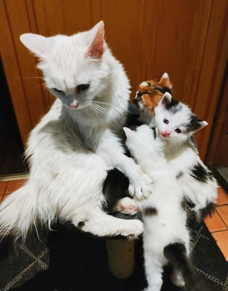 Neljä kissanpentua. Teuva - photo 6