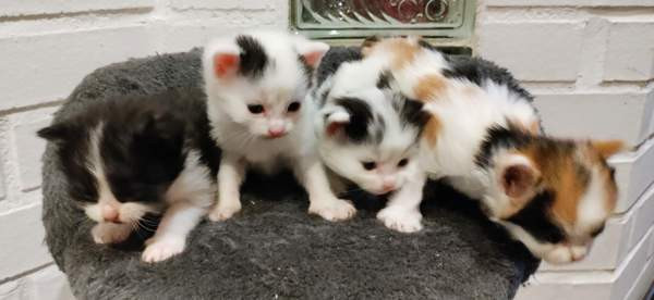 Neljä kissanpentua. Teuva - photo 1