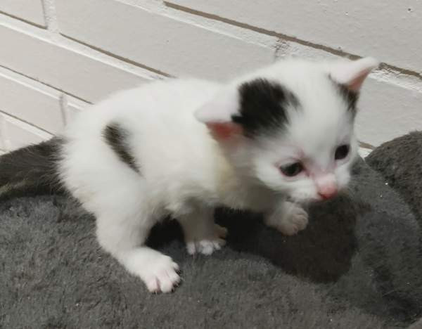 Neljä kissanpentua. Teuva - photo 2