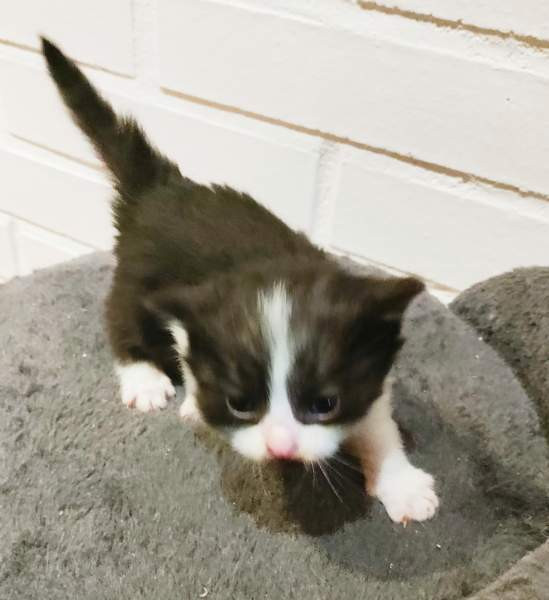 Neljä kissanpentua. Teuva - photo 4