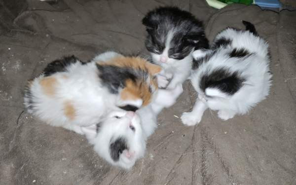 Neljä kissanpentua. Teuva - photo 8