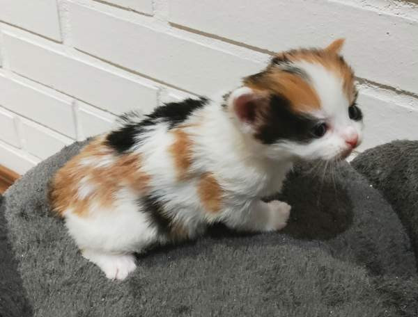 Neljä kissanpentua. Teuva - photo 5