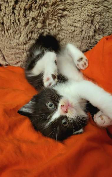 Suloiset sekarotuiset kissanpennut etsivät rakastavaa kotia! Helsinki - photo 2